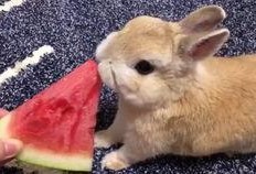 最近热门事件合集吃瓜兔,近期热门事件合集深度解析