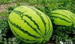 52爆料吃瓜网 热门大瓜,揭秘热门大瓜背后的真相