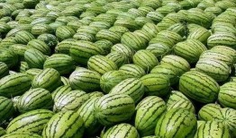 52爆料吃瓜网 热门大瓜,揭秘热门大瓜背后的真相