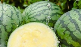 吃瓜网51官网版 正能量 黑料是什么,正能量与黑料背后的真相