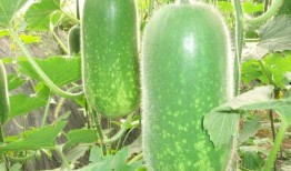 52爆料吃瓜网 热门大瓜,揭秘热门大瓜背后的真相